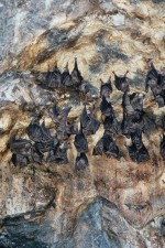 Foto Fledermäuse in der Grotte